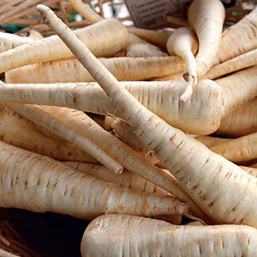 Thompson and Morgan Albion Parsnip Seeds, 300 Seeds