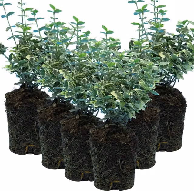 Plants By Post Pack of 3 Euonymus Emerald Gaiety Variegated Evergreen Ornamental Garden Shrubs, Green and White, 10.5cm Pots