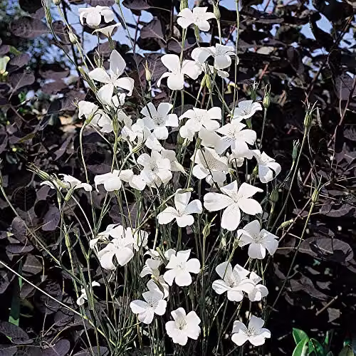 Thompson and Morgan Agrostemma githago Ocean Pearl Corn Cockle White Flower Seeds, 75 Seeds – 4