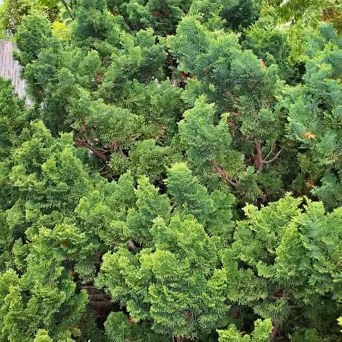 Thompson & Morgan Chamaecyparis obtusa Nana Gracilis Dwarf Hinoki Cypress Evergreen Conifer Shrub, Green, 7.5 Litre Pot – 2