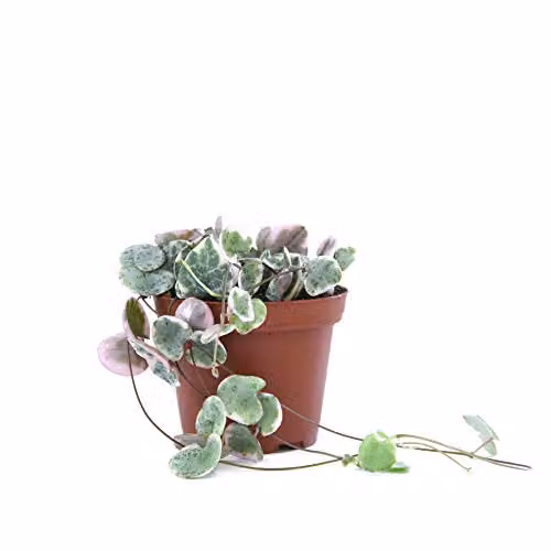 Thompson & Morgan Ceropegia String of Hearts Variegata Trailing Succulent Indoor Houseplant, 2 x 8cm Pots – 3