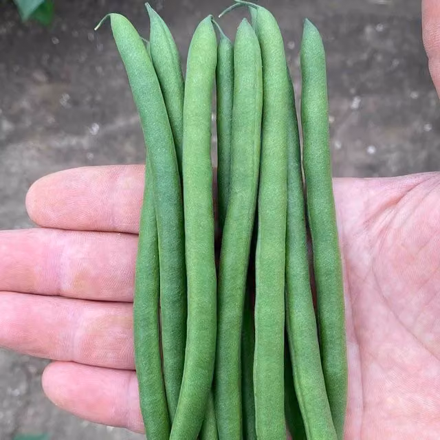 Unwins Dwarf French Bean Seeds Quartz Green