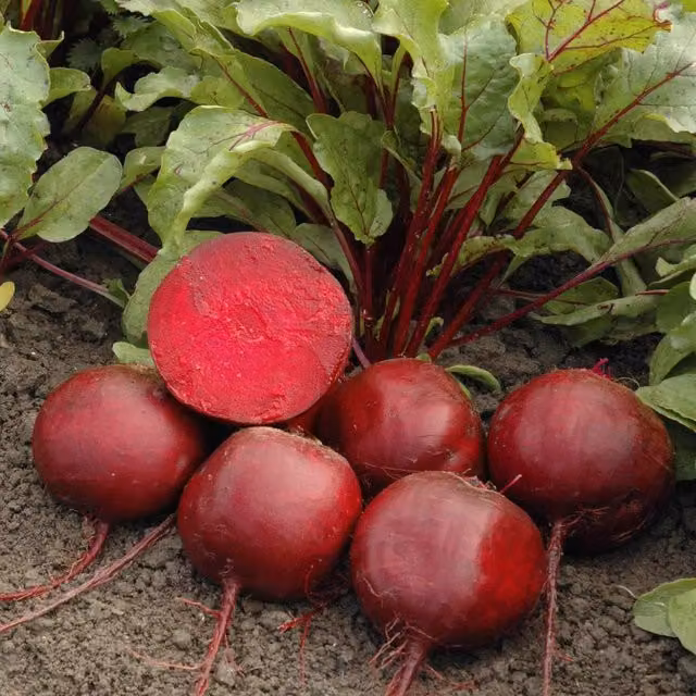 Marshalls Moneta Beetroot Seeds, Monogerm and Bolt-Resistant Red Vegetable Seeds, 200 Seeds