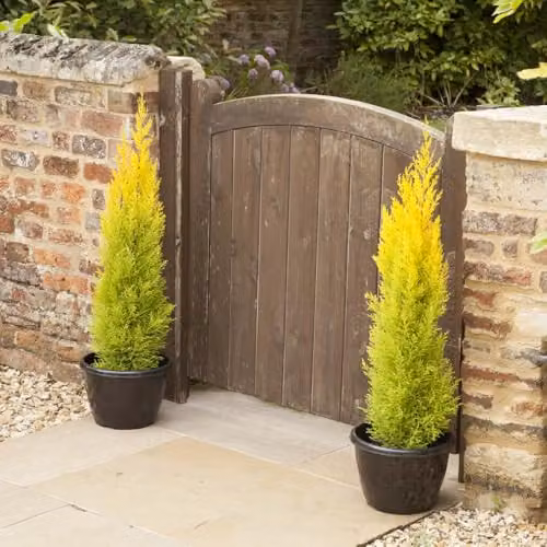You Garden Set of 10 Cupressus Conifer Macrocarpa Goldcrest Trees in 10.5cm Pots, Height: 28-30cm – 1