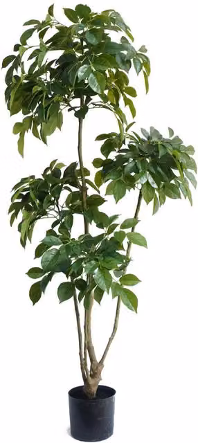 Leaf UK XL Luxury Artificial Radermachera Tree in Green and Black, Height: 150 cm