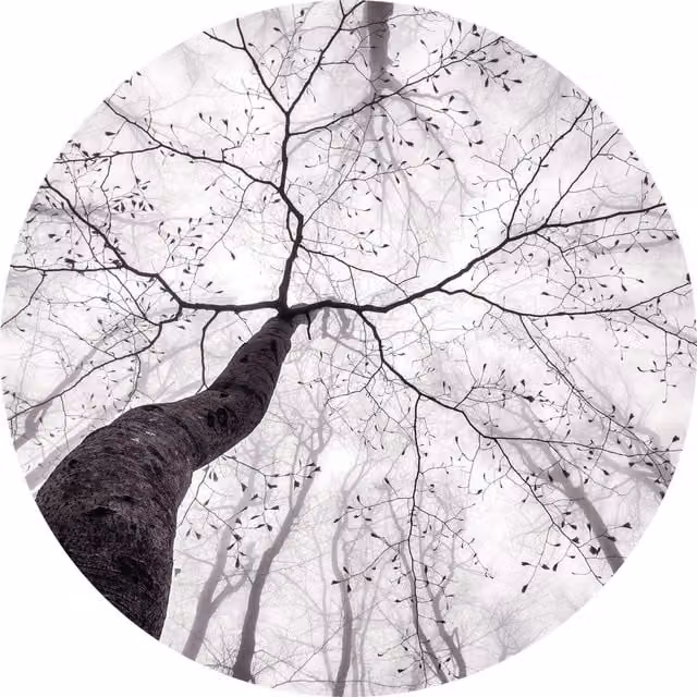 Inside The Trees Grey Wall Mural, Width: 192 cm