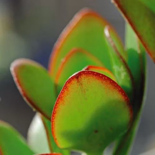 Thompson & Morgan Set of 3 Crassula Ovata Jade Plant Succulents with Green Leaves and Red-Brown Edging in 12cm Pots – 3