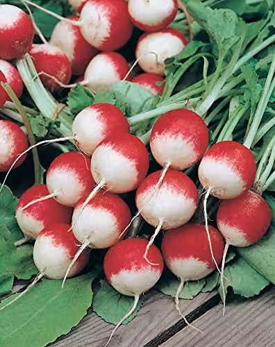 Johnsons Radish Sparkler Vegetable Seeds, Red and White – 3