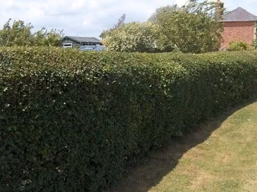 F&G Supplies Hawthorn Hedging Plants, Crataegus Monogyna Bare Root Trees, 10 Pack, Height: 60-90 cm – 2