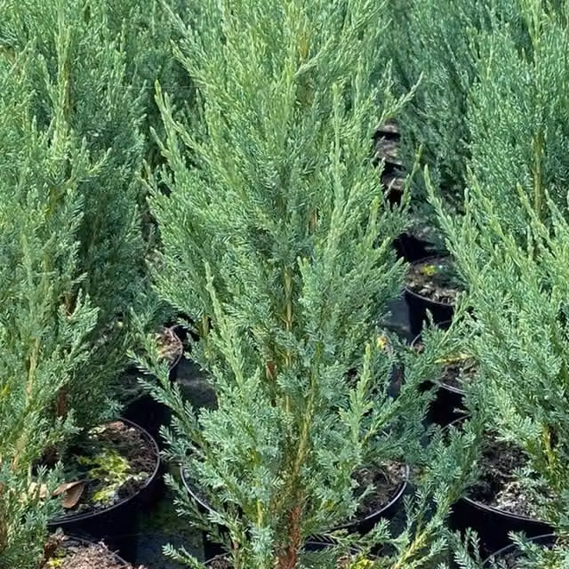 Direct Plants Set of 5 Green Juniperus Skyrocket Rocky Mountain Juniper Conifer Trees in 3L Pots