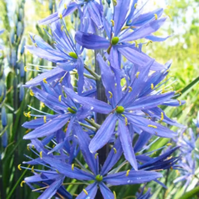 Plants By Post Pack of 10 Camassia Leichtlinii Caerulea Blue Purple Ornamental Bulbs