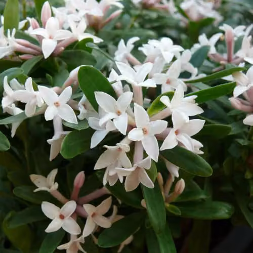 YouGarden Daphne Eternal Fragrance White Evergreen Spring Flowering Ornamental Shrub in 13cm Pot