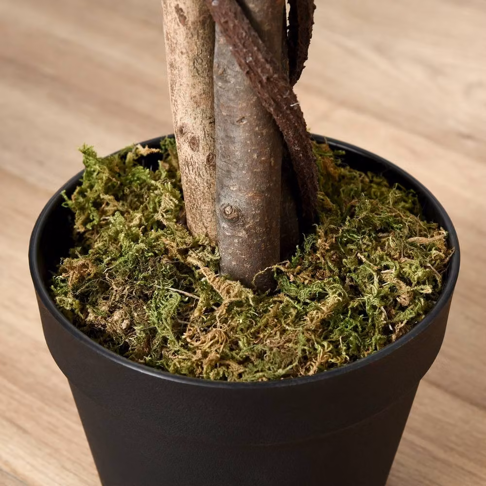 STILVORA Artificial Ficus Tree in Green, Height: 160 cm – 3