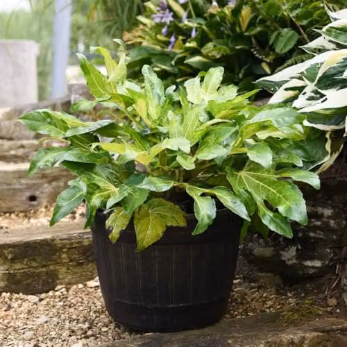 Thompson & Morgan Fatsia Camouflage Ornamental Shrub, 2 x 3 Litre Potted Plants