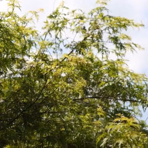 Thompson & Morgan Acer palmatum Seiryu Japanese Maple Ornamental Tree with Green Leaves Turning Autumn Colours, 12 Litre Pot – 2