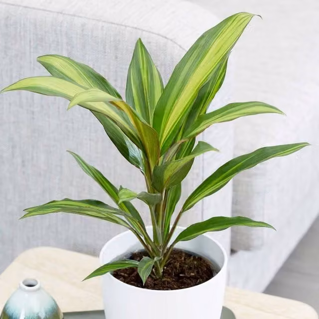 Primrose Cordyline Fruticosa Kiwi Good Luck Plant in a 12cm Pot, Green