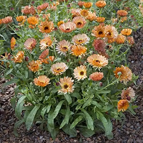 Thompson and Morgan Calendula Orange Flash Hardy Annual Flower Seeds, 200 Seeds