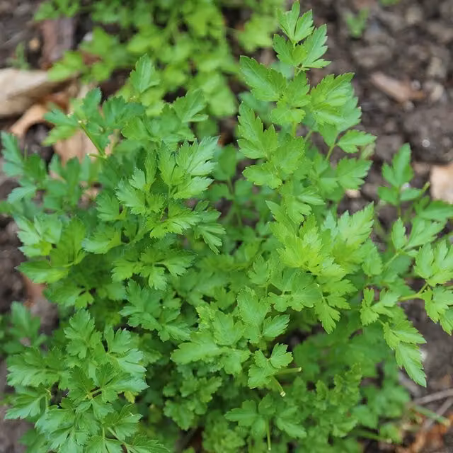 Primrose Italian Giant Parsley Petroselinum Crispum Neapolitanum Green Herb Garden Bedding Plant in 9cm Pot