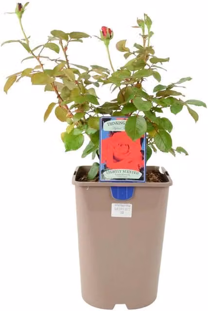 Plants by Post Thinking of You Deep Crimson Rose Bush in 5.5L Pot