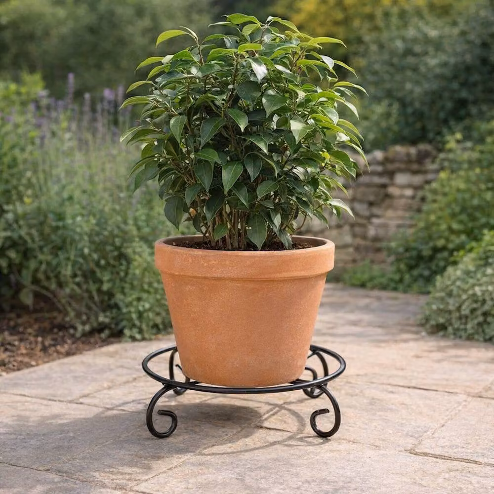 Tom Chambers Ficus Plant Pot Stand in Black, Diameter: 20 cm – 2
