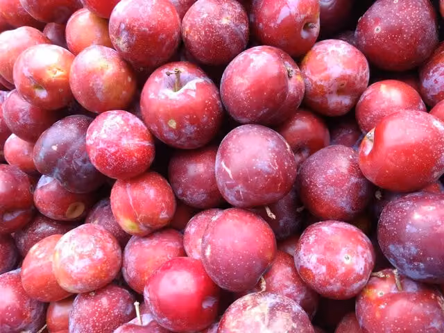 Direct Plants Prunus Victoria Plum Fruit Tree, 2-3 Year Old, 6ft, in a 7 Litre Pot