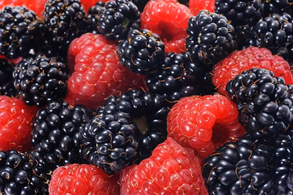 Direct Plants 3x Evergreen Thornless Blackberry Fruit Plants in 2/3 Litre Pots – 1
