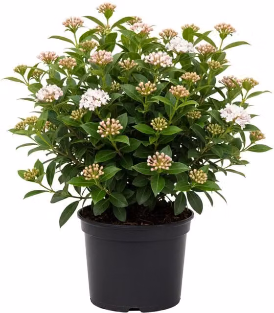 Plants By Post Viburnum Tinus Eve Price Evergreen Ornamental Shrub, 3L, Green