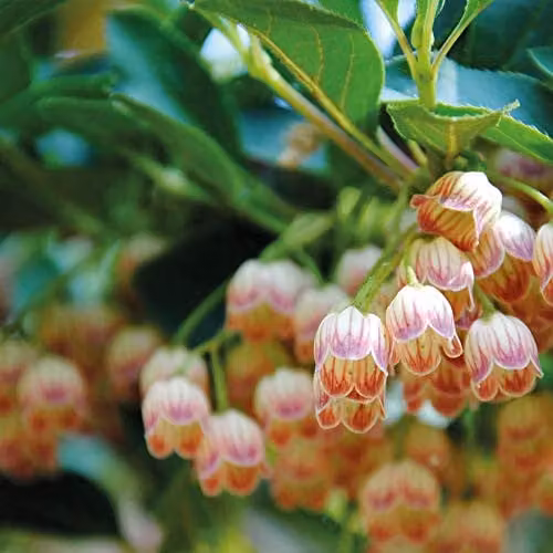 Thompson & Morgan Enkianthus Campanulatus Hardy Perennial Flowering Ornamental Shrub, 3 Litre Pot – 2