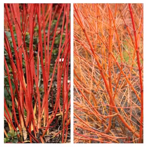 Thompson & Morgan Cornus Winter Duo Hardy Dogwood Shrub Collection, 2 x 9cm Potted Plants