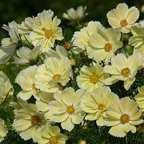 Thompson and Morgan Cosmos bipinnatus Xanthos Yellow Half-Hardy Annual Flower Seeds, 20 Seeds – 2
