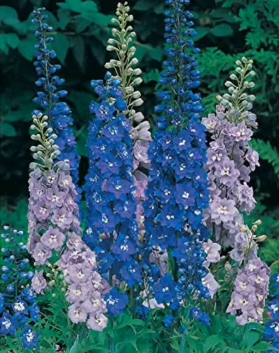 Johnsons Delphinium Avalon Blue Multicolour Flower Seeds – 2