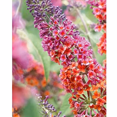 Thompson & Morgan Buddleia Flower Power Butterfly Bush Hardy Outdoor Flowering Shrub in 2 Litre Pot