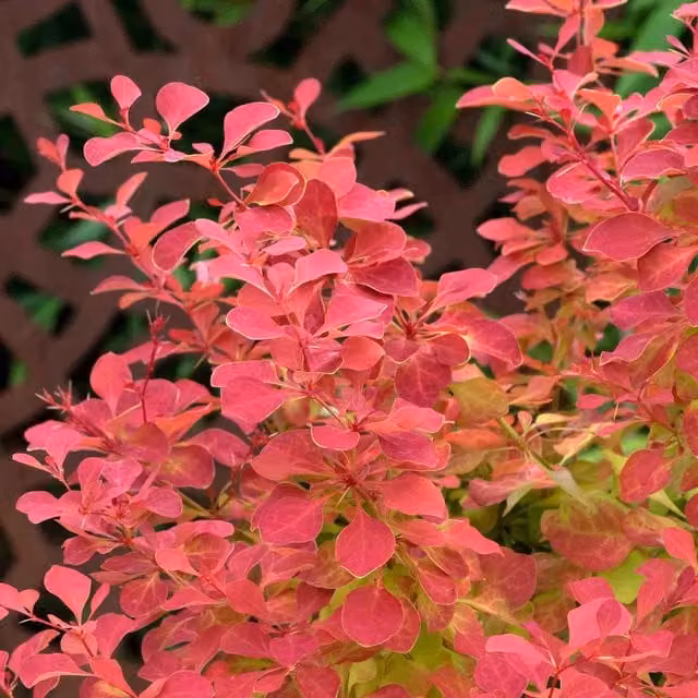 Marshalls Garden Berberis Orange Ice Compact Ornamental Shrub, Orange, Red and Yellow