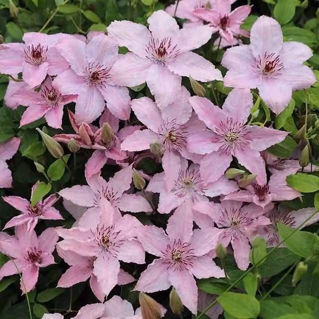 Plant Theory Clematis Pink Flowering Climbing Plant in a Pot