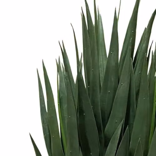 Leaf Design UK Green Artificial Yucca Tropical House Plant, Height: 70 cm – 3