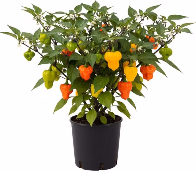 Plants By Post Scotch Bonnet Chilli Pepper Potted Plants, Mixed Red, Orange and Yellow, 6 Pack