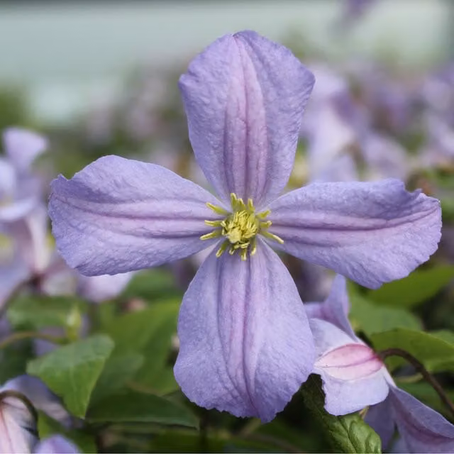 Plants By Post Clematis Prince Charles Perennial Climber in Blue and Purple