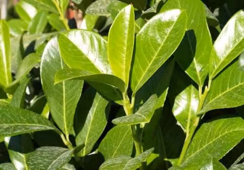 Direct Plants 10x Large Cherry Laurel Prunus Evergreen Hedging Trees, 2-3ft, Green