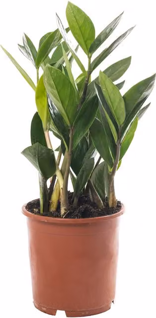 GardenersDream Zamioculcas Zamiifolia Green Exotic Indoor House Plant