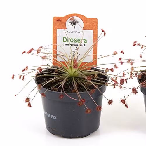 Thompson and Morgan Drosera Paradoxa Carnivorous Indoor House Plant, 1 x 9cm Potted Plant – 2