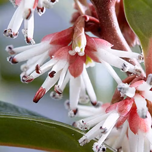YouGarden Sarcococca hookeriana Winter Gem Hardy Evergreen Ornamental Shrub with White Flowers in 15cm Pot – 3