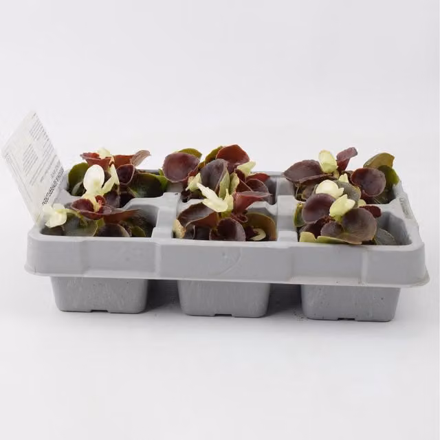 Plants By Post Begonia Semperflorens Bedding Plants, White and Bronze, 6 Pack