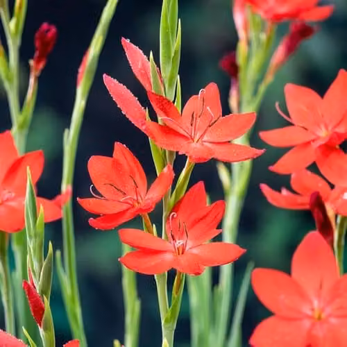 Thompson & Morgan Schizostylis coccinea Major Hardy Perennial Plant with Cherry Red Autumn Flowers in 9cm Pots