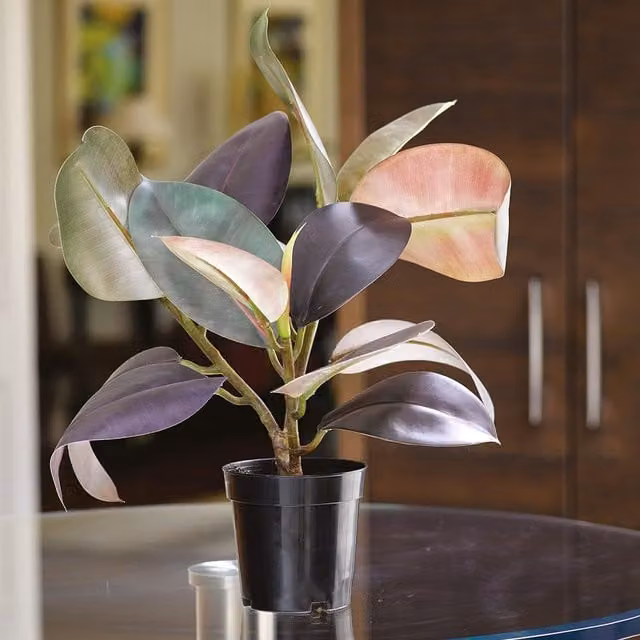 Bloom Multicolour Artificial Green Potted Plant for Tabletop
