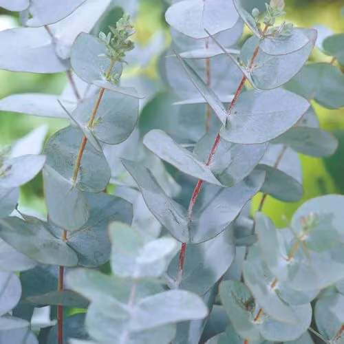 Thompson and Morgan Eucalyptus pulverulenta Baby Blue Compact Evergreen Tree with Silver-Blue Foliage, 3 Litre Pot
