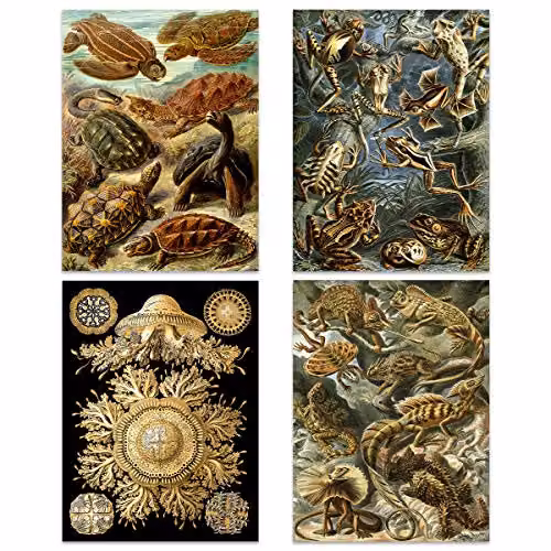 Artery8 Ernst Haeckel Kunstformen Der Natur Biology Art Print Poster Pack of 8, Multicolour Nature and Sea Life Illustrations – 3