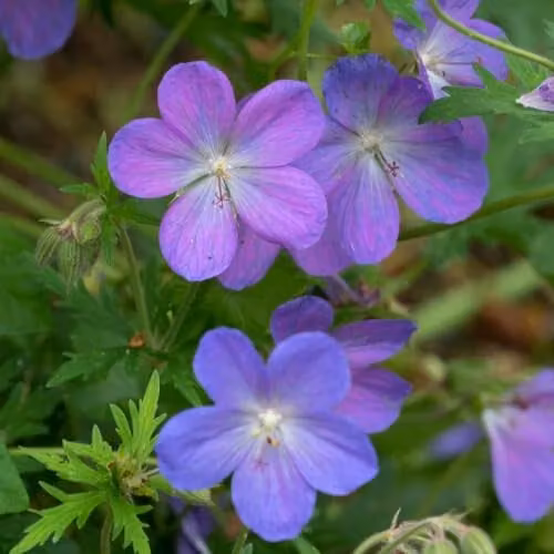 Thompson & Morgan Geranium Johnson's Blue Hardy Perennial Cranesbill with Lavender-Blue Flowers, 2 x 9cm Pots