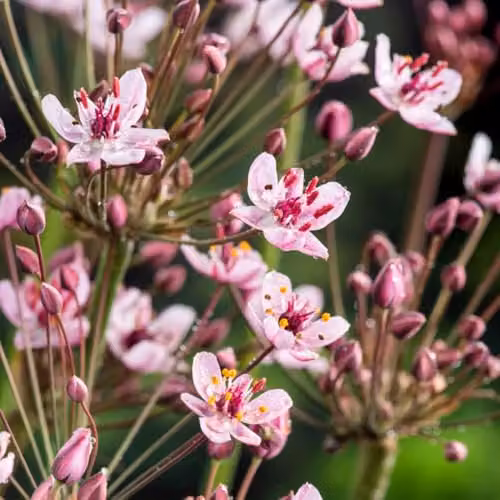 Thompson & Morgan Butomus umbellatus Flowering Rush Pink Marginal Aquatic Hardy Perennial, 3 x 1 Litre Pots