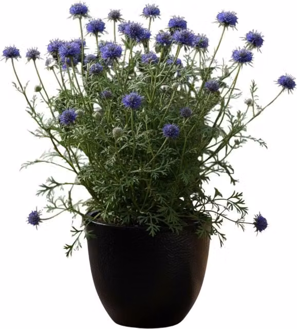 Plants by Post Scabious Blue Note Pincushion Perennial Flower, Lavender Blue, 1L Pot