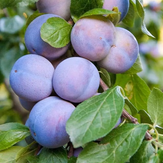 Thompson & Morgan Prunus Mini Black Amber Plum Fruit Tree, Purple